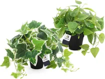 Comprar Acelist Paquete De 2 Plantas Artificiales Para Decoración En