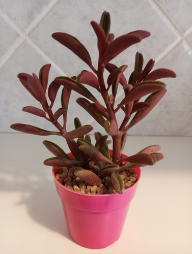 Peperomia Graveolens-peperomia Ruby Glow