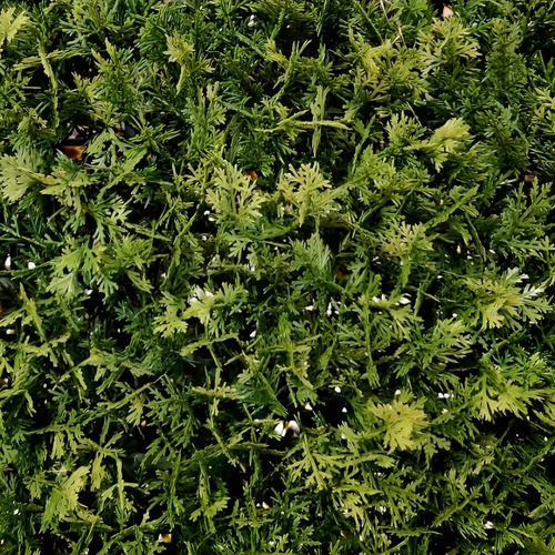 Jardin Vertical Artificial Panel Cesped Muro 25x50cm Cipres