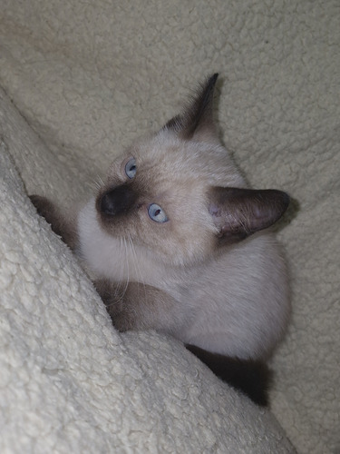 Gatitos Siamés Un Buen Regalo
