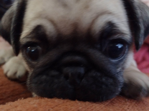 Pug Carlino Máscara Negra 