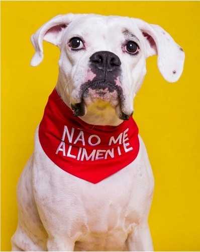 Bandana Bem-estar Animal Dar Voz Frase Cachorro Tamanho M