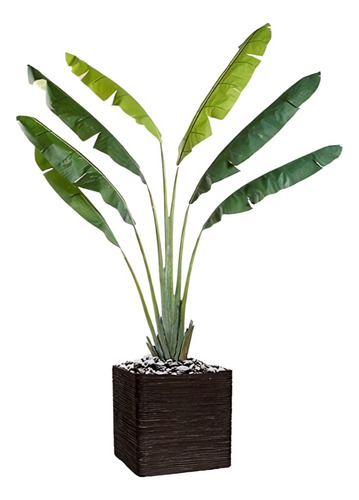 Palmera Botella Pequeña Planta
