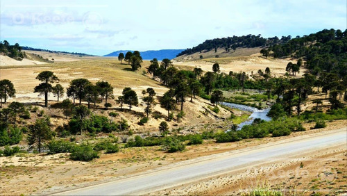 Imagen 21 de 30 de Campo En Venta En Neuquen - Villa Pehuenia - Ideal Desarrollo Y Turismo - Producción De Madera