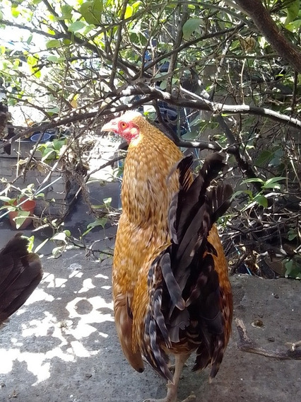 Pollos Gallos Gallinas Kikiriki Japones Mercadolibre Com Mx Pollos Gallos Gallinas Kikiriki Japones Mercadolibre Com Mx