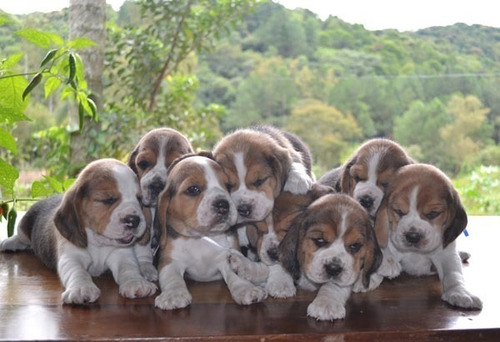 Beagles Cachorros Hermosos