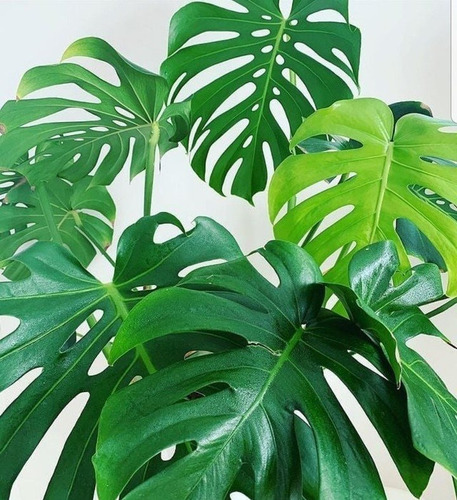 Monstera Verde De 70 Cm De Alto - 3 Unidades