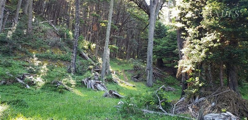Imagen 7 de 30 de Sitio En Venta En Coihaique