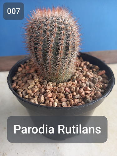 Imagem 1 de 7 de Mudas Cactos Cactus Com Vaso P.11 Parodia Rutilans