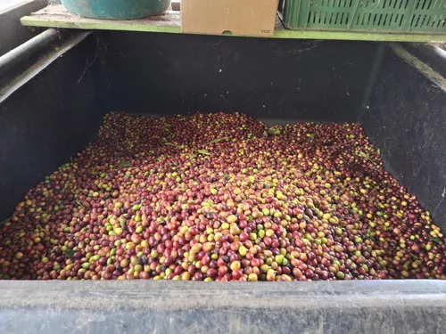 Venta De Finca Cafetera En Fresno Tolima