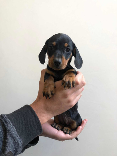 Imagen 3 de 5 de Bellos Cachorros Dachshund Salchicha Teckel Mini