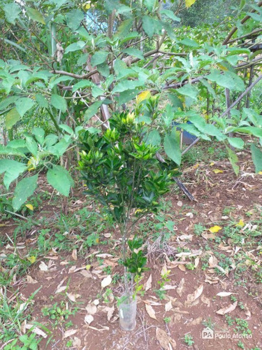 Chácara A Venda Em Laranjeiras De Caldas/mg - Ch0027