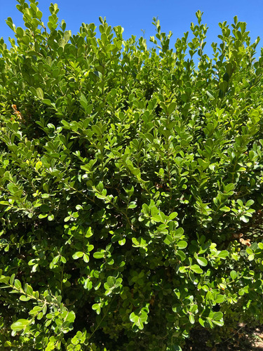 X3 Buxus Cerco Vivo Perimetral - Arbustos - Plantas
