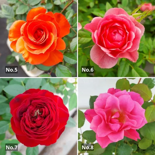 Mini Rosas Premium M14 Rosa Rococó Varios Colores