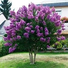 Muda De Lagerstroemia Indica - Reseda - Linda Flor Ou Bonsai