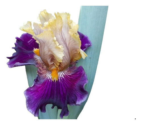 Iris Germánica Pompeya Lirio Barbado Rizomas