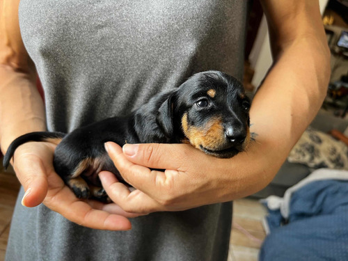 Imagen 3 de 10 de Cachorros Salchicha Mini Mini
