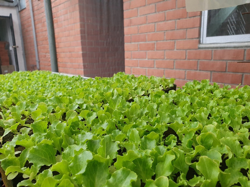 Imagen 4 de 5 de Kit Espuma Agrícola Para Hortalizas