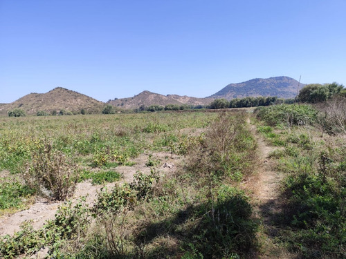 Arriendo Anual - 44 Ha Terreno Agrícola Cultivo Siembra