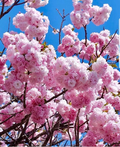 Cerezo Sakura Japonés Árbol Ornamental Excelente Calidad