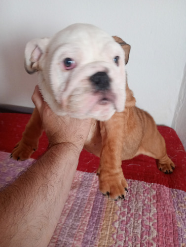 Vendo Cachorra Bulldog Ingles Con Kca Marrón Y Blanca