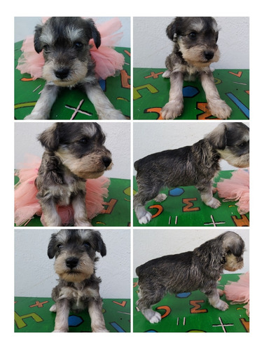 Imagen 5 de 10 de Schnauzer Blancos Y Plata.