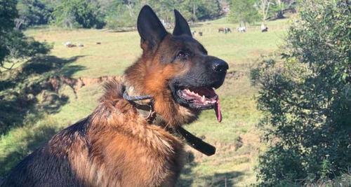 Filhote De Pastor Alemao Pedigree Rosa Alta Linhagem E Genet