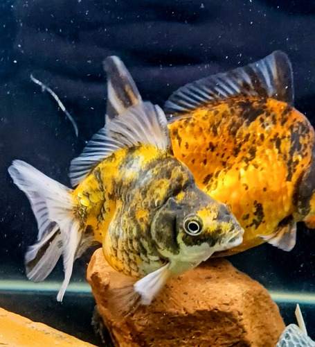 Goldfish Riunkin Calico Reproductor Pez Agua Fria Selección