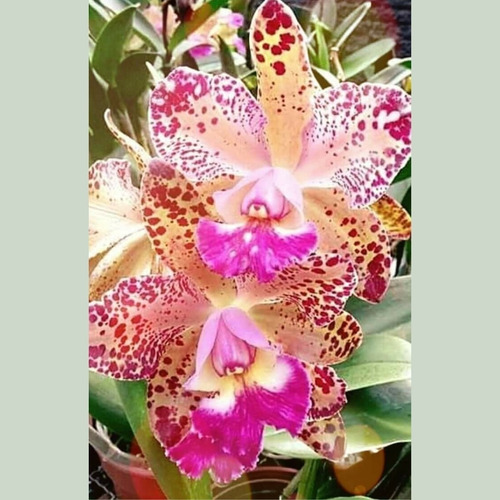 Rlc. Durigan Orquídea Coleção Cattleya Pintada Linda