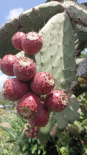 3 Pencas Nopal Tunero, Tuna Roja 3 Varidades Distintas, Lc