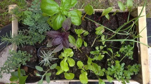 Huerta Orgánica Cajón 28 Plantines De Estación Ó Aromáticas