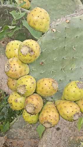 30 Semillas Nopal Tuna Blanca, 3 Variedades (10 C/u), Nv