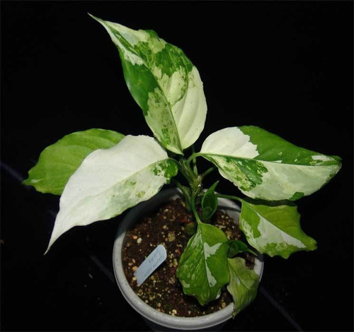 Aglaonema Modestum Variegada (planta Exotica)