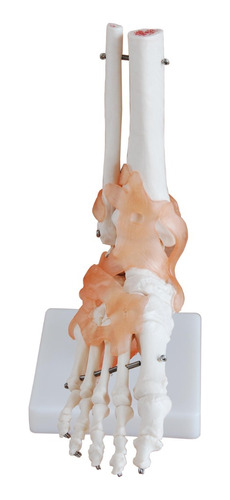 Modelo Articulación Pie Humano Tamaño Natural Con Ligamentos