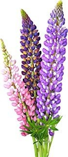 Perenne Lupine Russell Mix Flower Seeds, 200 Semillas De Rel