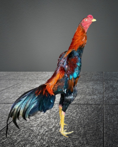 Galos Indio Shamo (ovos Galados)