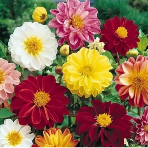 40 Sementes De Dália Dobrada Sortida Anã Flor Linda Jardim | Parcelamento  sem juros