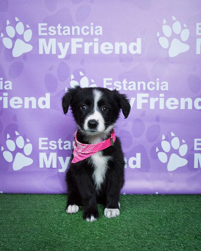 Border Collie Blanco Y Negro 02