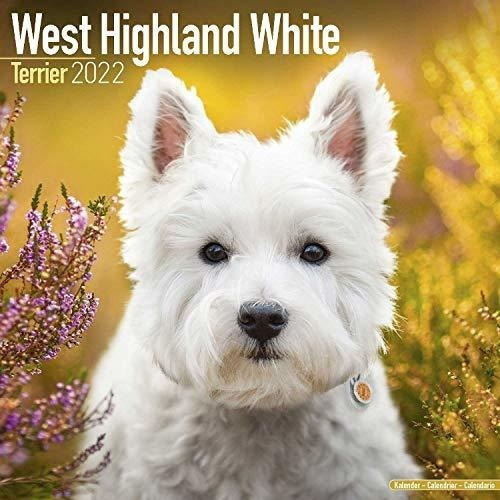 West Highland Terrier Calendar - Westie - Dog Breed., De Megacalendars. Editorial Dream Publishing En Inglés