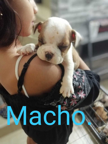 Imagen 4 de 7 de Cachorros Bulldog Ingles