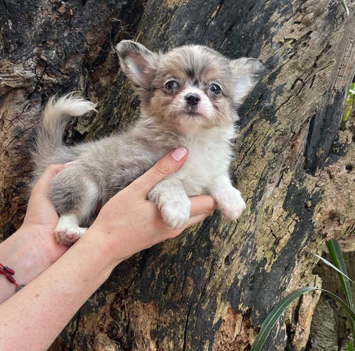 Cachorro Chihuahua Pelo Largo 