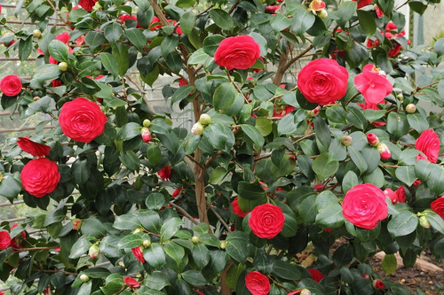 Imagen 3 de 5 de Camellia Japonica 40lts