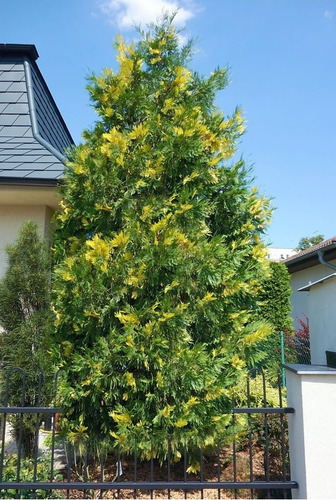 Libocedro (calocedrus Recurrens) - Cedro Bicolor - Cañuelas