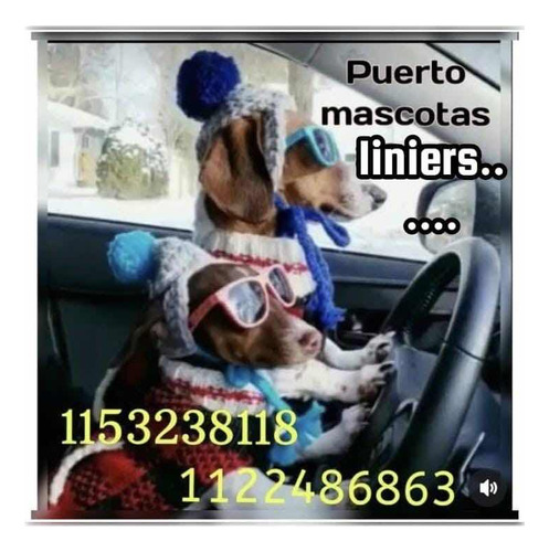 Transporte Y Tienda De Mascotas Puertomascotasliniers