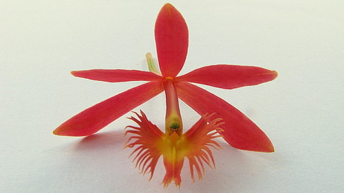 Epidendrum Cinnabarinum A D - B S