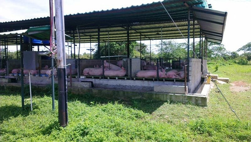 Imagen 12 de 14 de Venta De Finca Porcina En Produccion Para Inversionistas