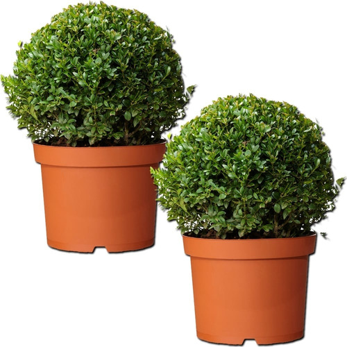 Boj,buxus,recortados, Topiaria ( Bocha ) Espectaculares ! 