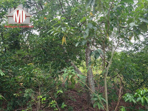 Linda Chácara Com 1 Dormitório, Córrego, Pomar, Campinho, Trio Mineiro, À Venda, 10000 M² Por R$ 350.000 - Tuiuti - Tuiuti/sp - Ch0834
