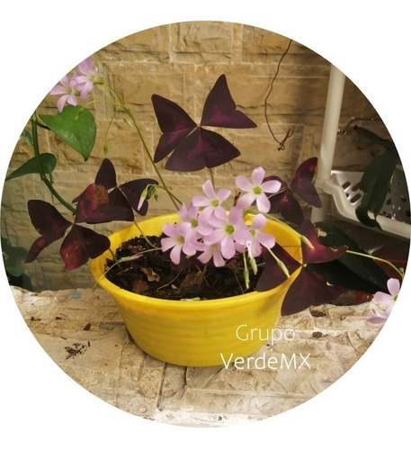 Paquete De 2 Bulbos De Oxalis Triangularis / Trebol Morado (Usado)