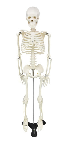 Esqueleto Humano 85 Cm De Altura C/ Suporte Sd5002